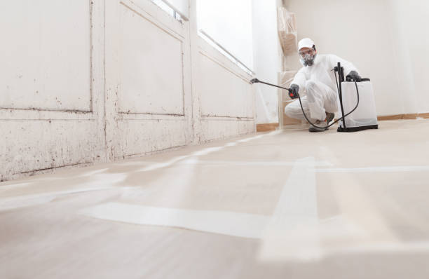 Black mold remediation team in Leander